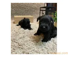 Patuljasti šnaucer, štenci - 3