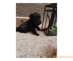 Patuljasti šnaucer, štenci - 5