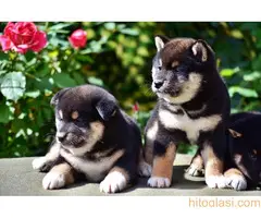 Shiba Inu - 2