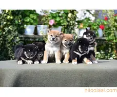 Shiba Inu - 3