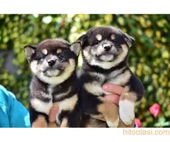 Shiba Inu - 4