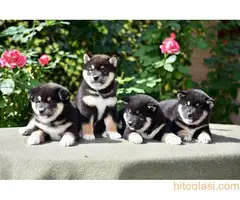 Shiba Inu - 5