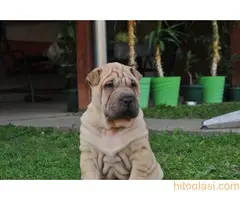 Shar pei - šar pej štenci - 3