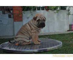 Shar pei - šar pej štenci - 4