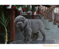 Shar pei - šar pej štenci - 5