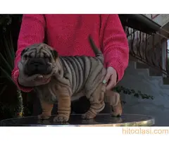 Shar pei - šar pej štenci - 6