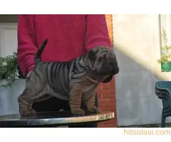 Shar pei - šar pej štenci - 7