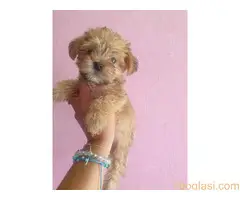 Mali mini morkići - 2