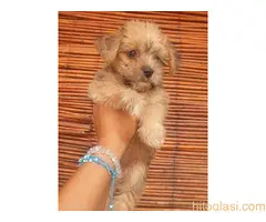 Mali mini morkići - 3