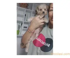 Mali mini morkići - 4