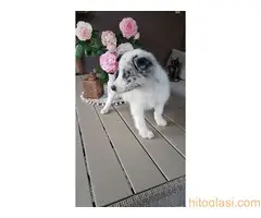 Border koli/collie štenci - 4