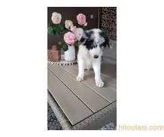 Border koli/collie štenci - 5