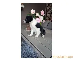 Border koli/collie štenci - 6