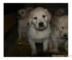 Zlatni retriver, štene - 2