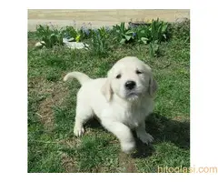 Zlatni retriver, štene - 3