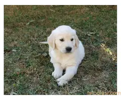 Zlatni retriver, štene - 4