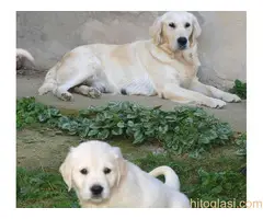 Zlatni retriver, štene - 6