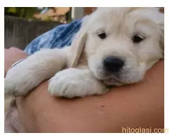 Zlatni retriver, štene - 7