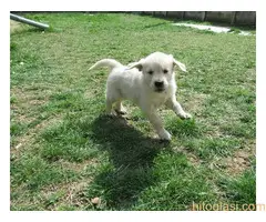 Zlatni retriver, štene - 8