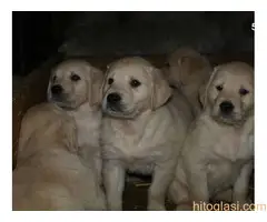 Zlatni retriver, štene - 9