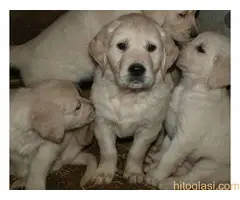 Zlatni retriver, štene - 10