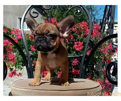 Francuski buldog štenci - 2