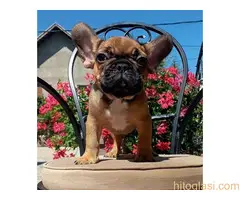 Francuski buldog štenci - 3