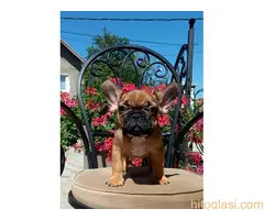 Francuski buldog štenci - 5