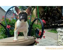 Francuski buldog štenci - 7