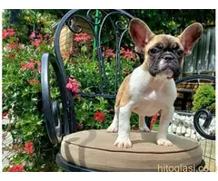 Francuski buldog štenci - 8