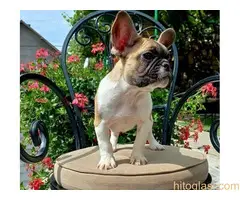 Francuski buldog štenci - 9