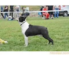 Boston terijer mužijaci/parenje - 2