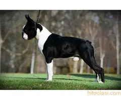 Boston terijer mužijaci/parenje - 3