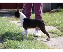 Boston terijer mužijaci/parenje - 4