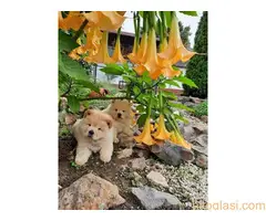 CHOW CHOW CAU CAU - 2