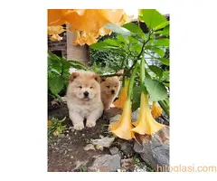 CHOW CHOW CAU CAU - 3