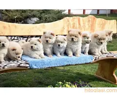 CHOW CHOW CAU CAU - 5