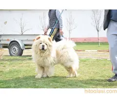 CHOW CHOW CAU CAU - 6