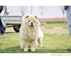 CHOW CHOW CAU CAU - 7