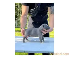 Americki Stafordski Terijer stenci - 3