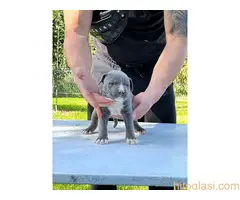 Americki Stafordski Terijer stenci - 4