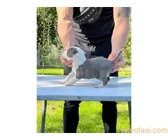 Americki Stafordski Terijer stenci - 7