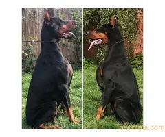 Doberman, ŽENKA U TERANJU - 2