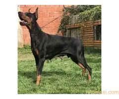 Doberman, ŽENKA U TERANJU - 3