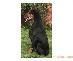 Doberman, ŽENKA U TERANJU - 4