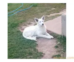 Beli švajcarski ovčar, štenci - 2