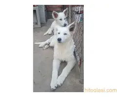 Beli švajcarski ovčar, štenci - 3