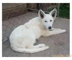 Beli švajcarski ovčar, štenci - 5