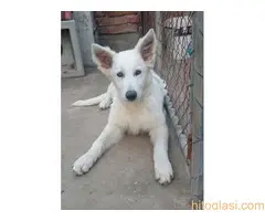 Beli švajcarski ovčar, štenci - 6