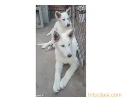 Beli švajcarski ovčar, štenci - 7